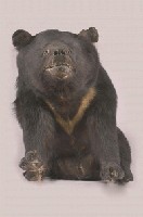 Formosan Black Bear Collection Image, Figure 7, Total 13 Figures